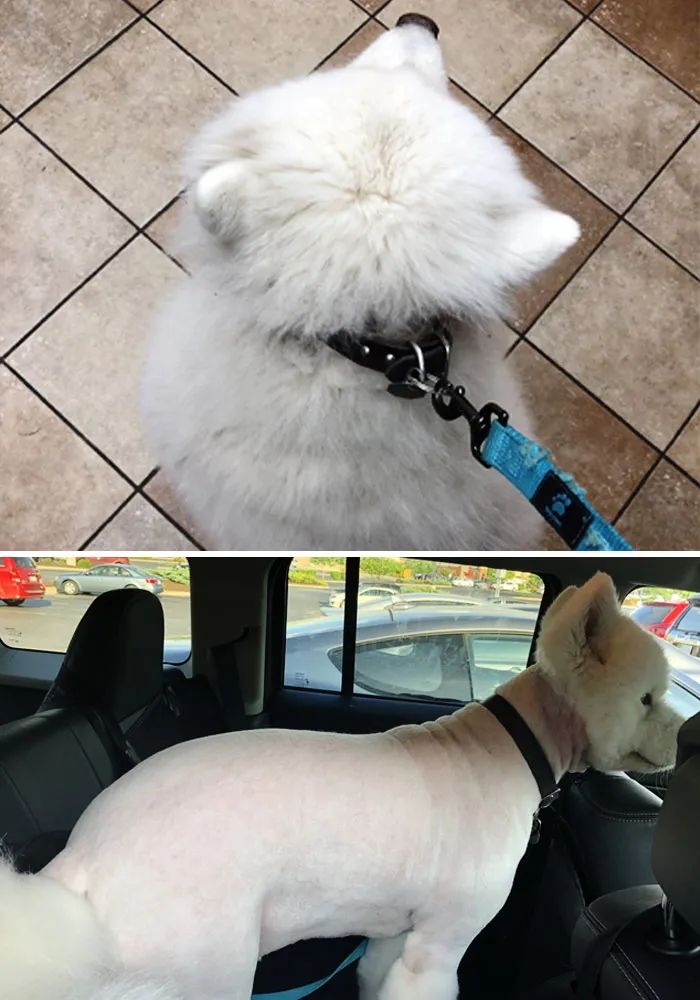 夏天来了要给猫剪毛吗,夏天怎么给狗修毛