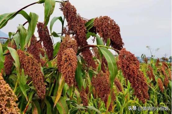 白水杜康和杜康酒哪个是粮食酒,杜康产地汝阳白水哪个更早