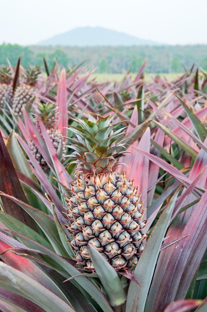减肥含糖低水果,水果含糖排行榜