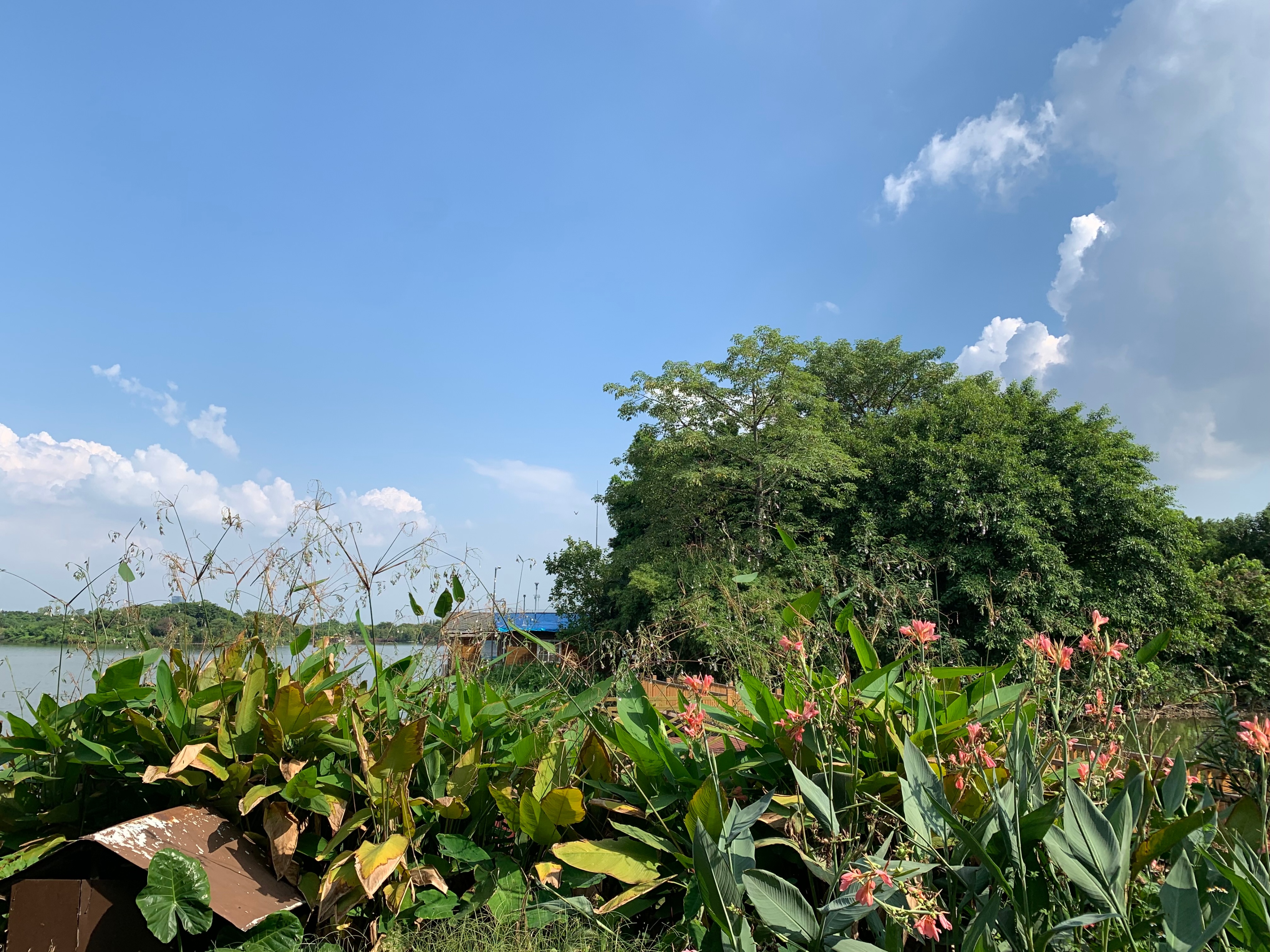 2022海珠湖公园春节游玩,海珠湖湿地公园最佳游玩时间