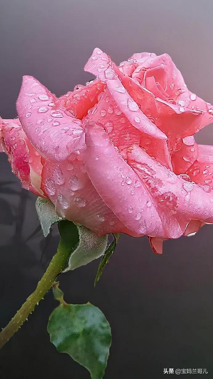 漂亮又特别的玫瑰花图片,特别漂亮的彩色玫瑰花图片