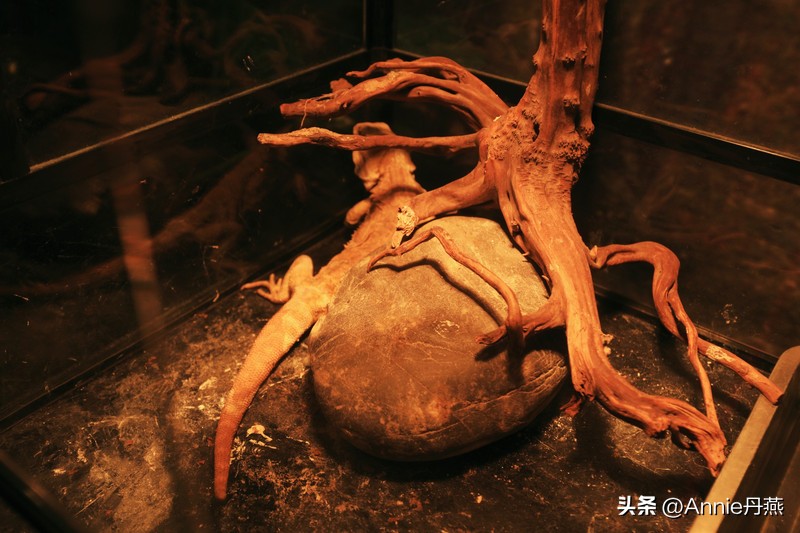 四川万源市旅游攻略,四川达州周边旅游攻略景点必去