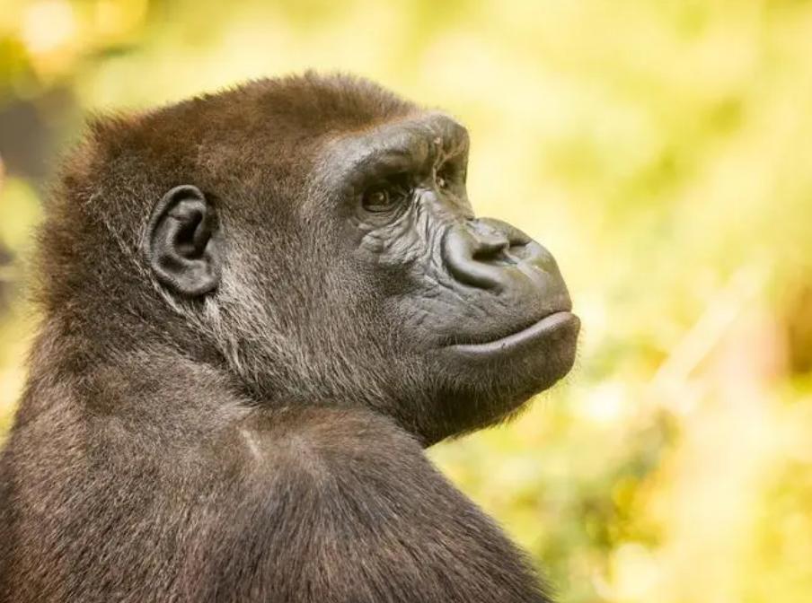 日本人兽杂交实验被允许，这是否违背伦理常纲？是创新还是灾难？