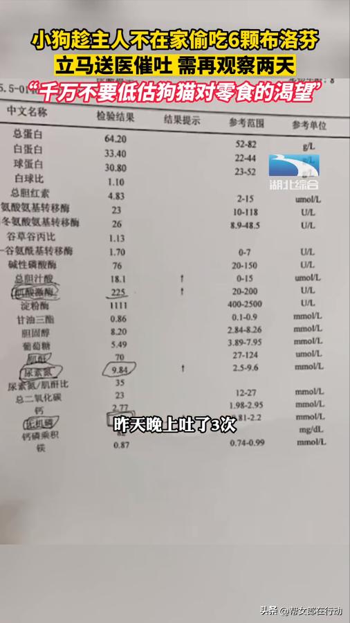小狗不小心吃了三个布洛芬,小狗误吃六颗布洛芬