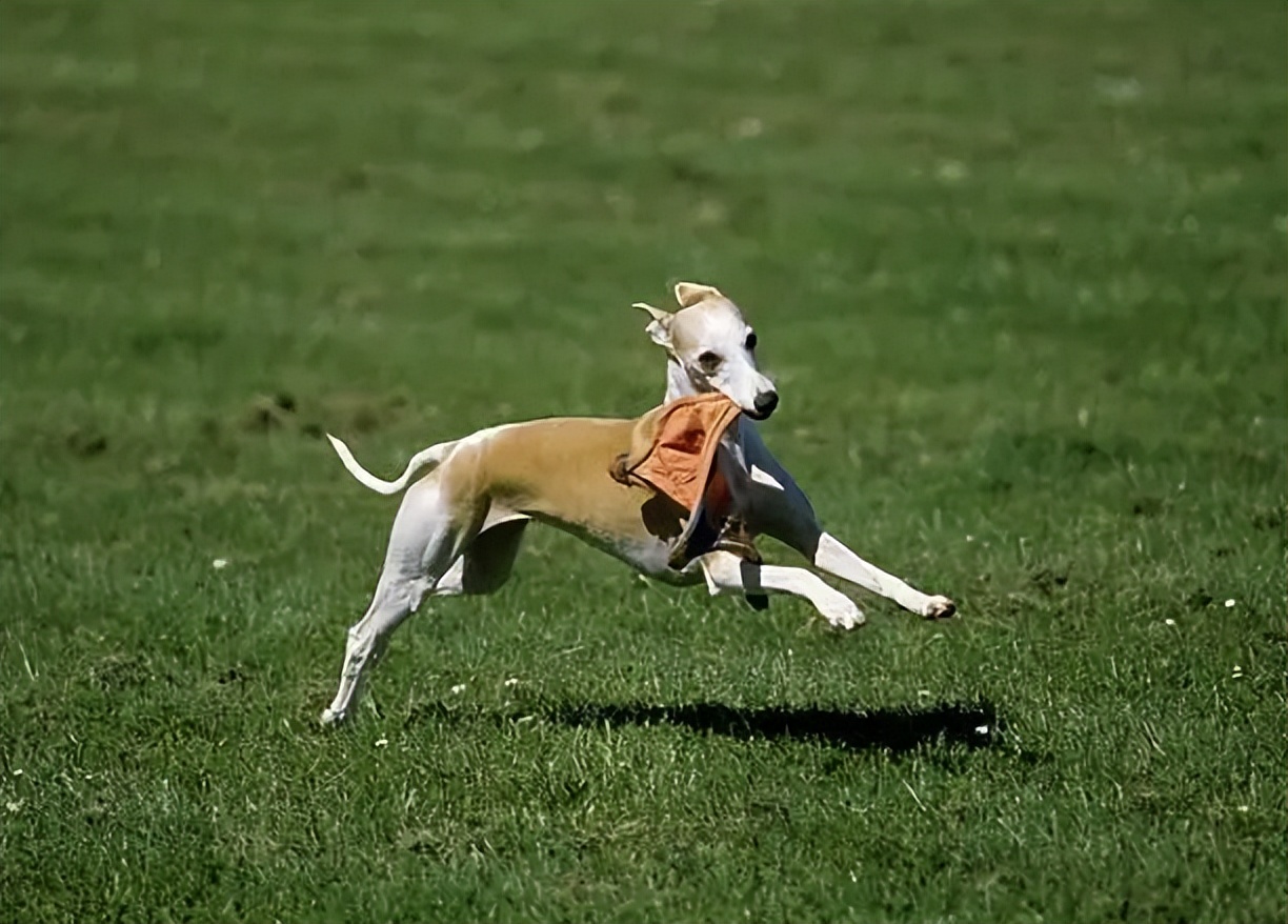 灵缇犬的性格有哪些,像猫一样的狗