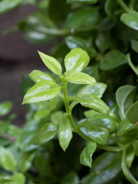 步长清热解毒胶囊功效,清热解毒胶囊功效作用