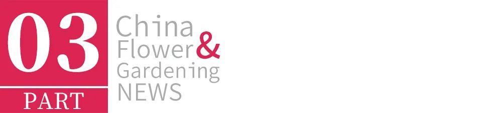 给最爱的Ta，送芍药还是玫瑰？