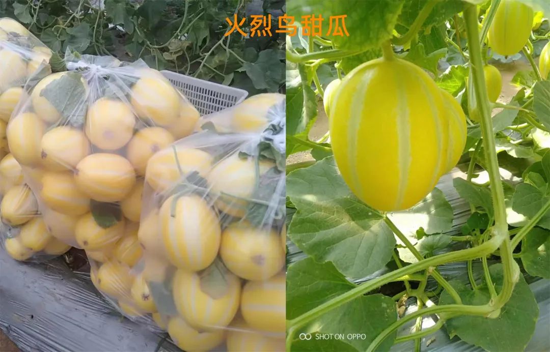 甜瓜哪个品种比较好卖,最新甜瓜产地价格