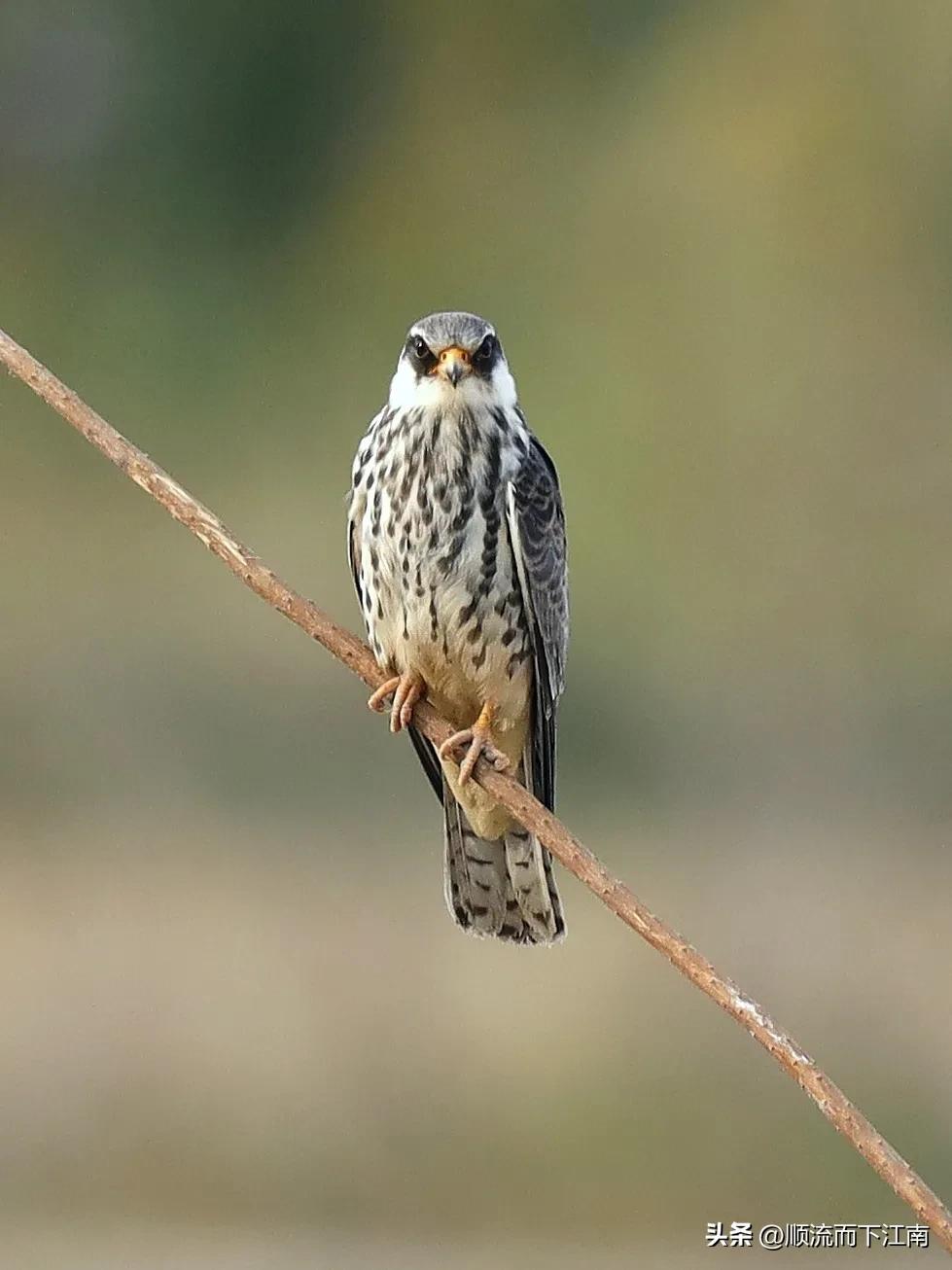 红脚隼叫声,红脚隼