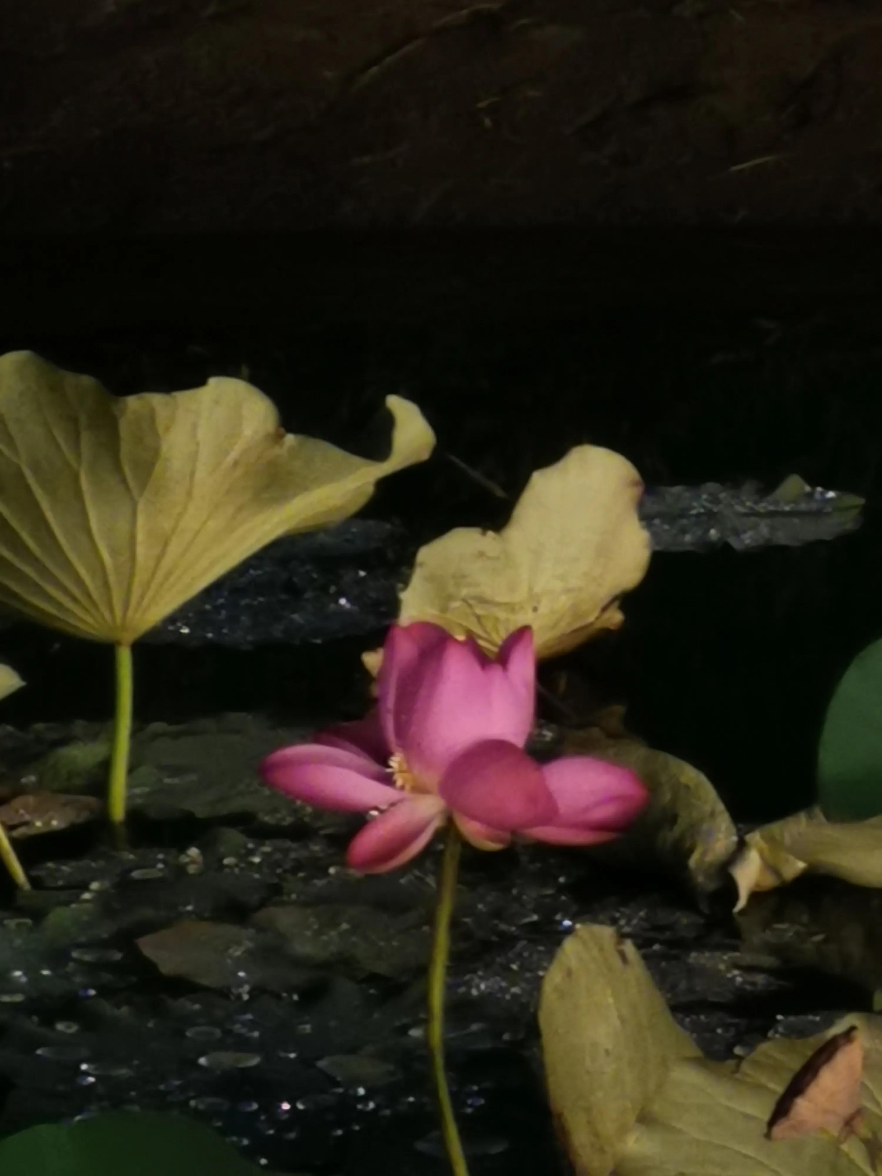 有禅意的楹联,隐居的五言楹联