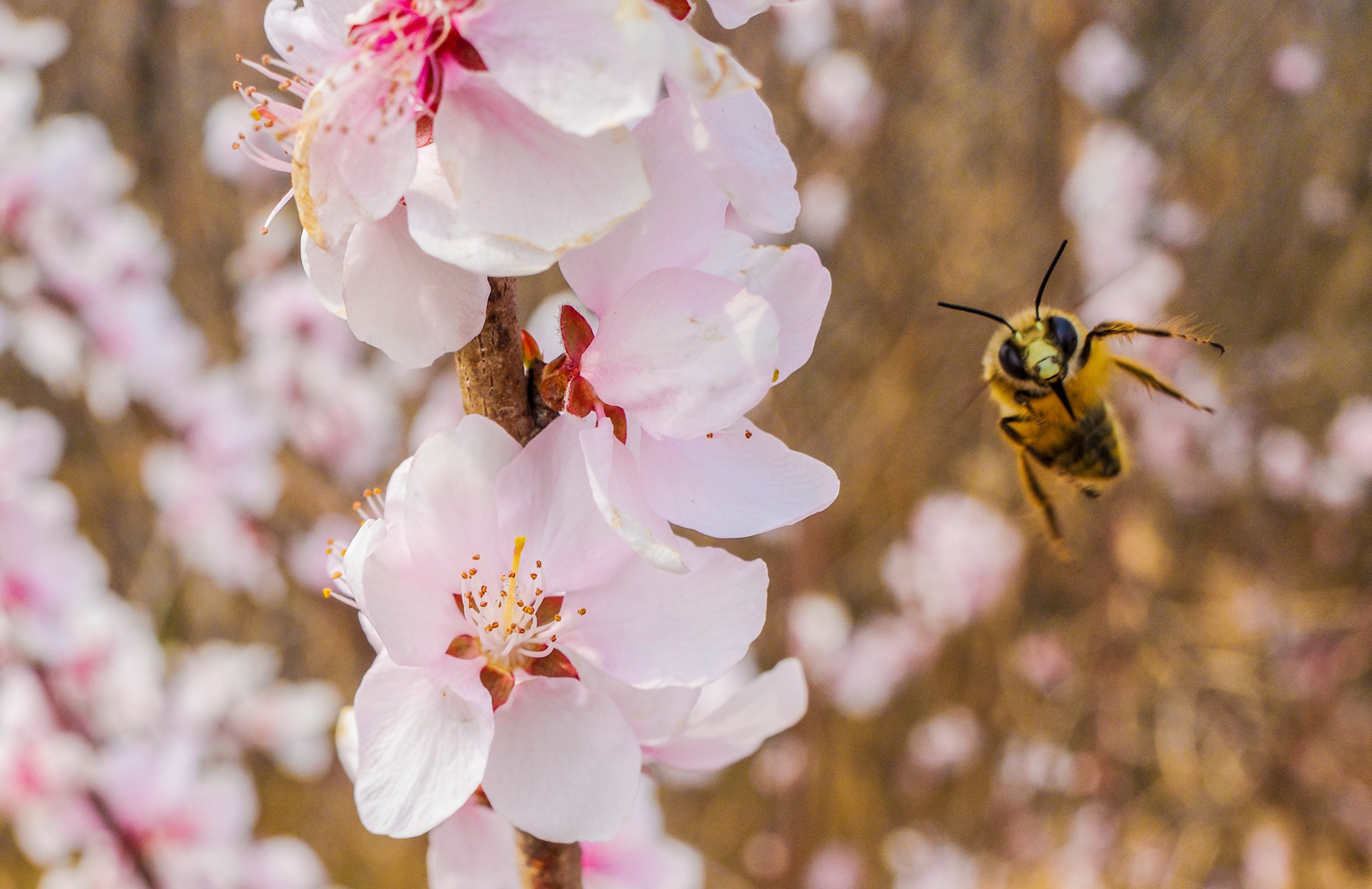 “云”上摄影展丨《徐村*光春**美人勤春来早》