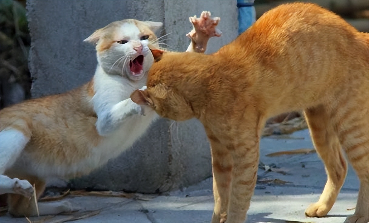 为何母猫在交配后，要转头攻击雄性？老虎舌头的倒刺又有什么用？