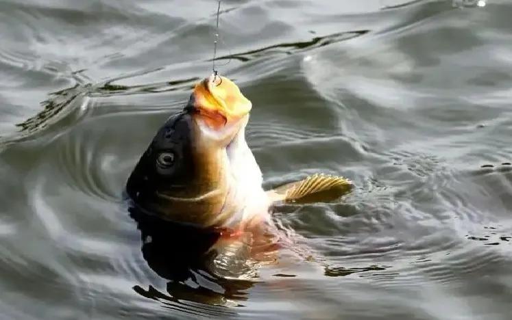 钓鲤鱼用什么窝料和饵料最好,钓鲤鱼用什么窝料比较好