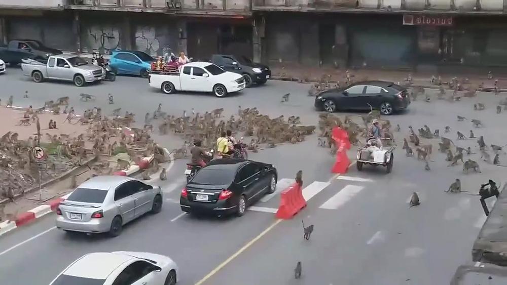 野生金丝猴被人围观,云南昭通发现金丝猴