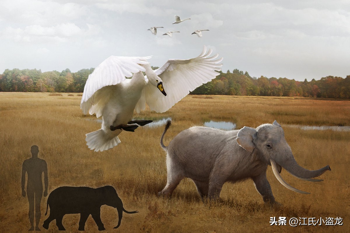 猛犸象遗迹,西普塔岛猛犸象