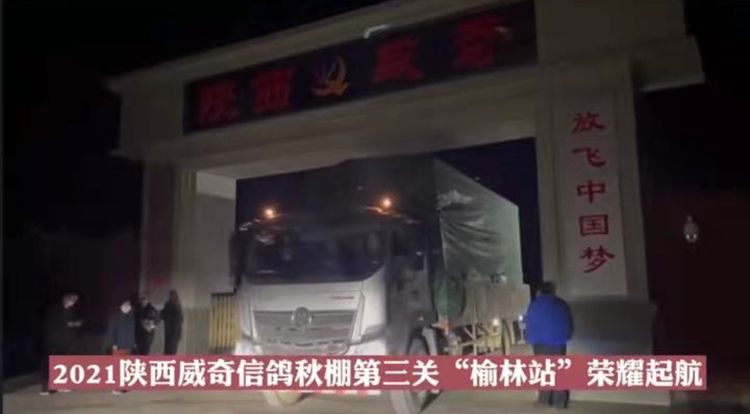 国际公棚鸽王赛,2022国际鸽联