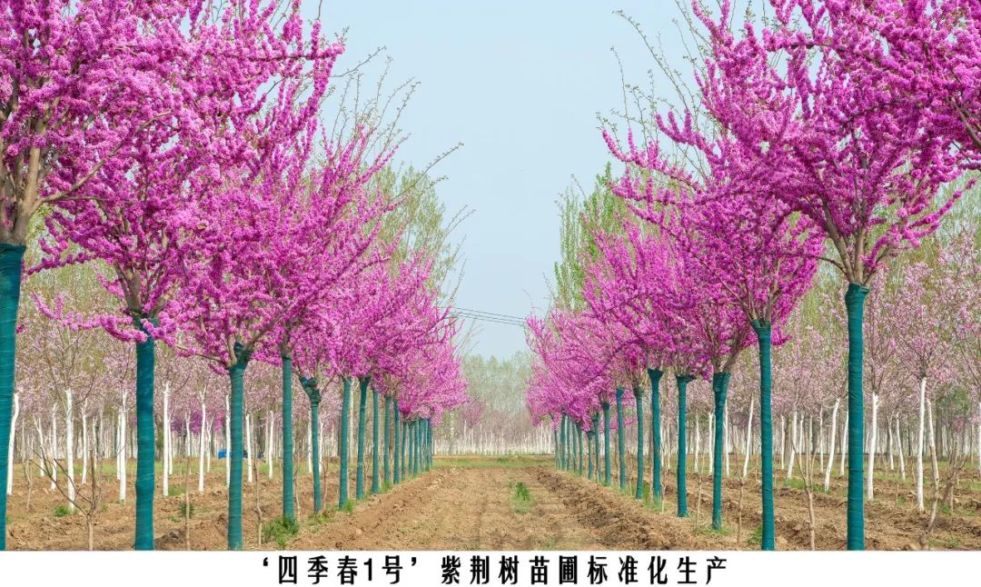 四季紫荆树新品种,四季春一号紫荆树施工方法