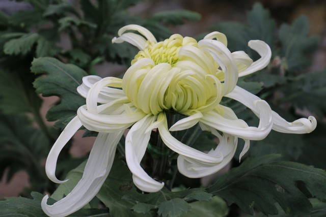 大姨妈来了能肛检吗,大姨