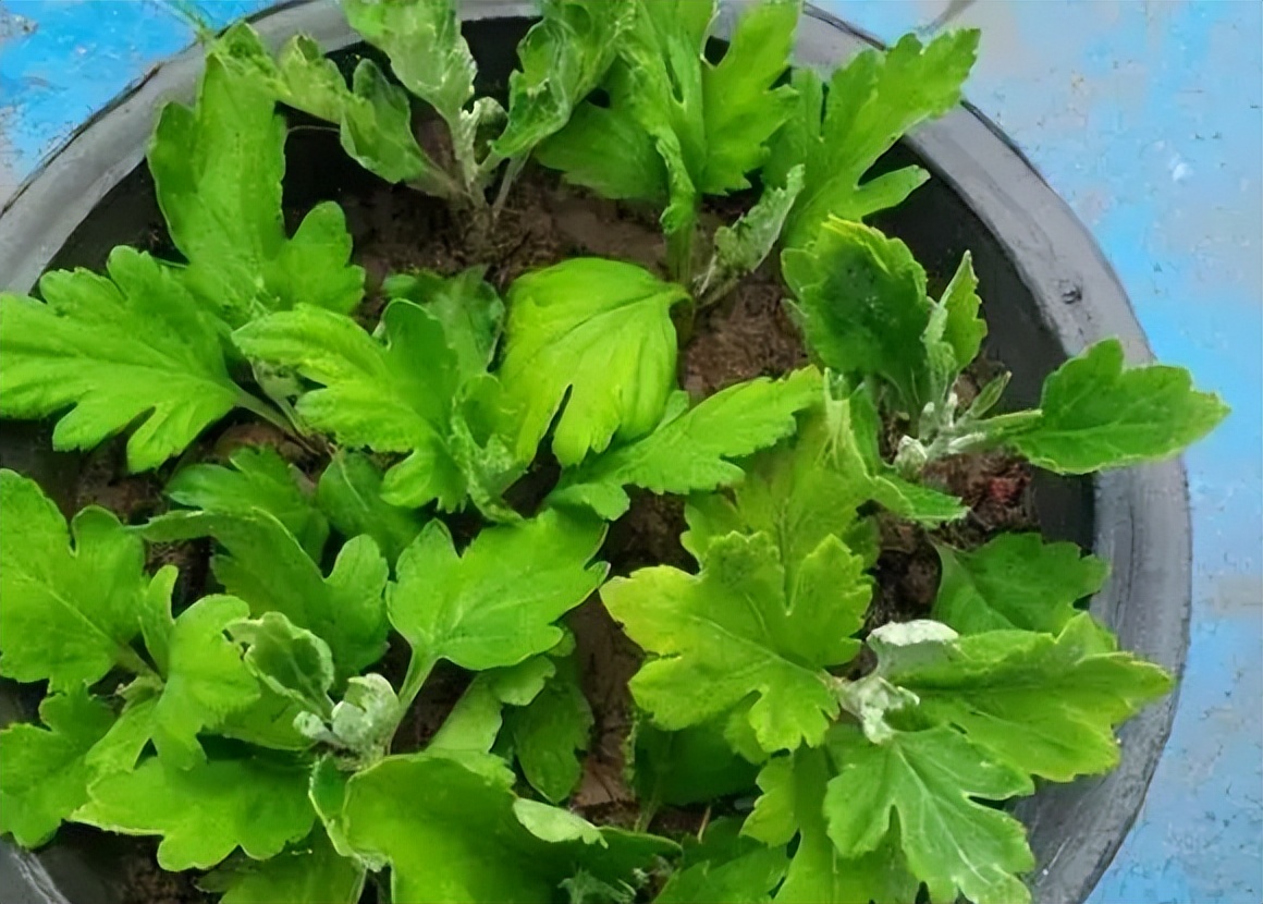 10月份养花注意什么,10月养栀子花