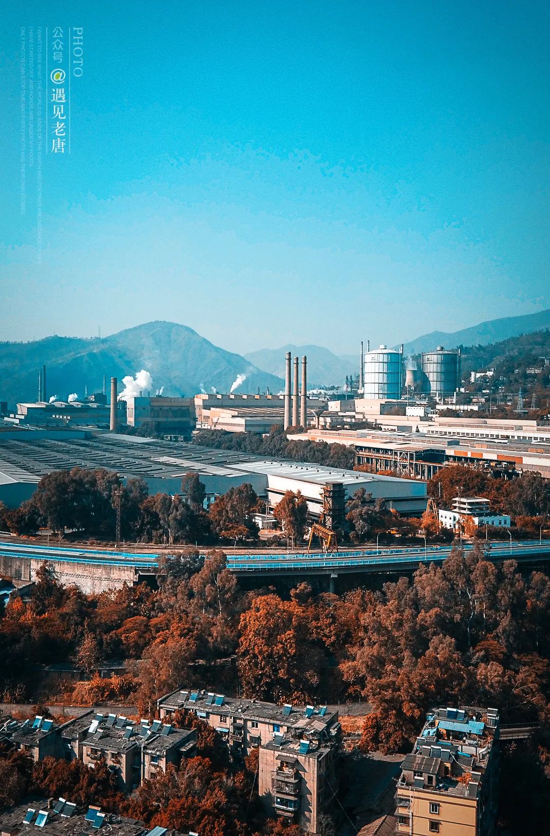 攀枝花是一种什么花,什么是攀枝花铁树