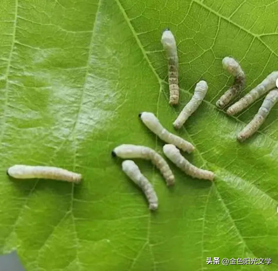 西安洛阳开封旅游游记,西安洛阳七日深度游