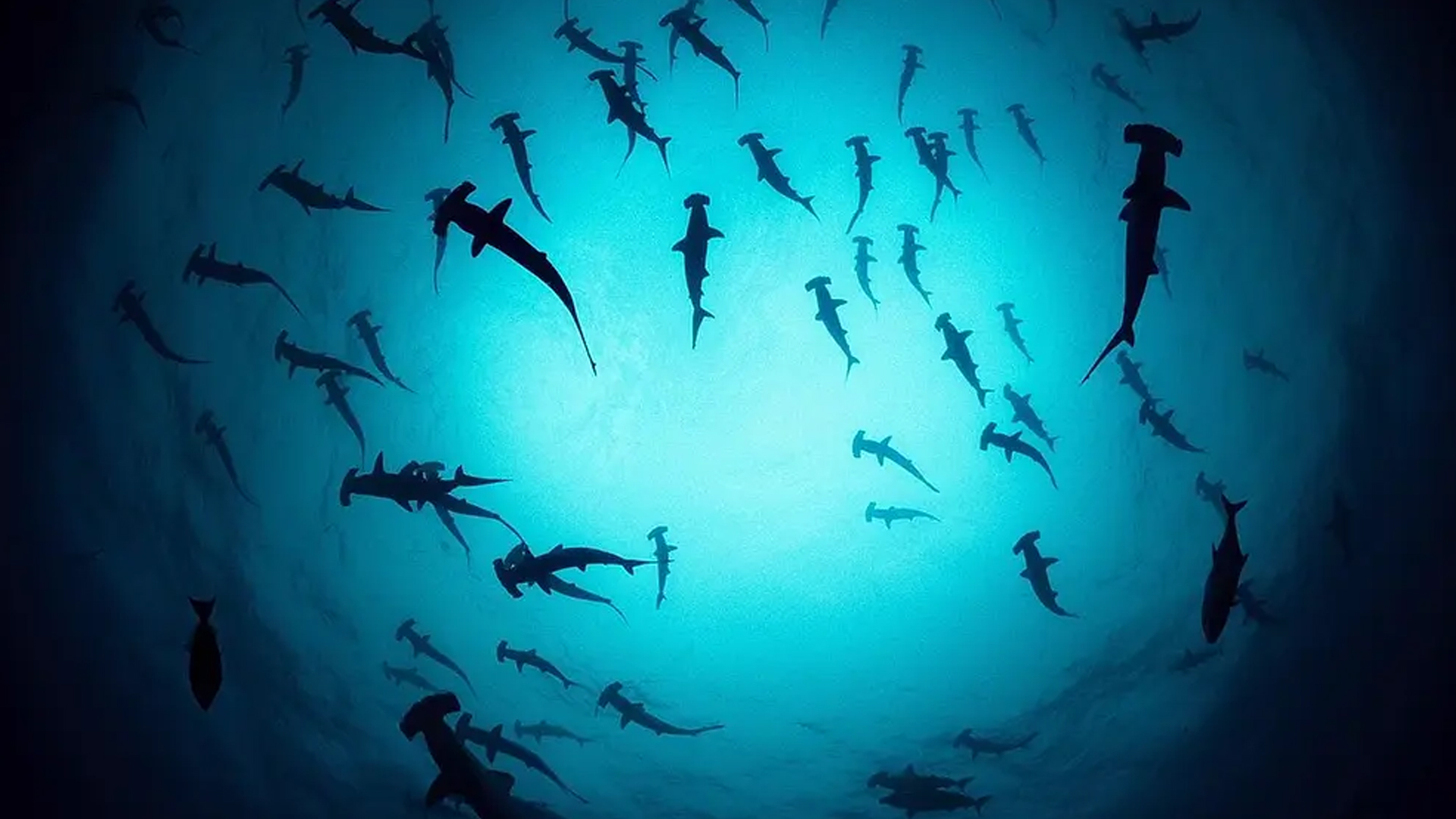 泰伦斯马利克镜头分析,泰伦斯马利克电影中的长镜头