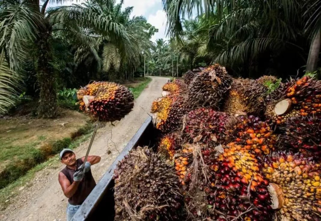中国有一种野果子可做食物油,怎么用果子做食用油