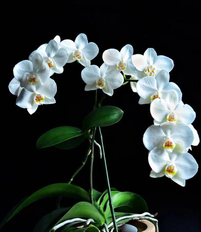 最美的100种兰花图片,欣赏一下最美的兰花