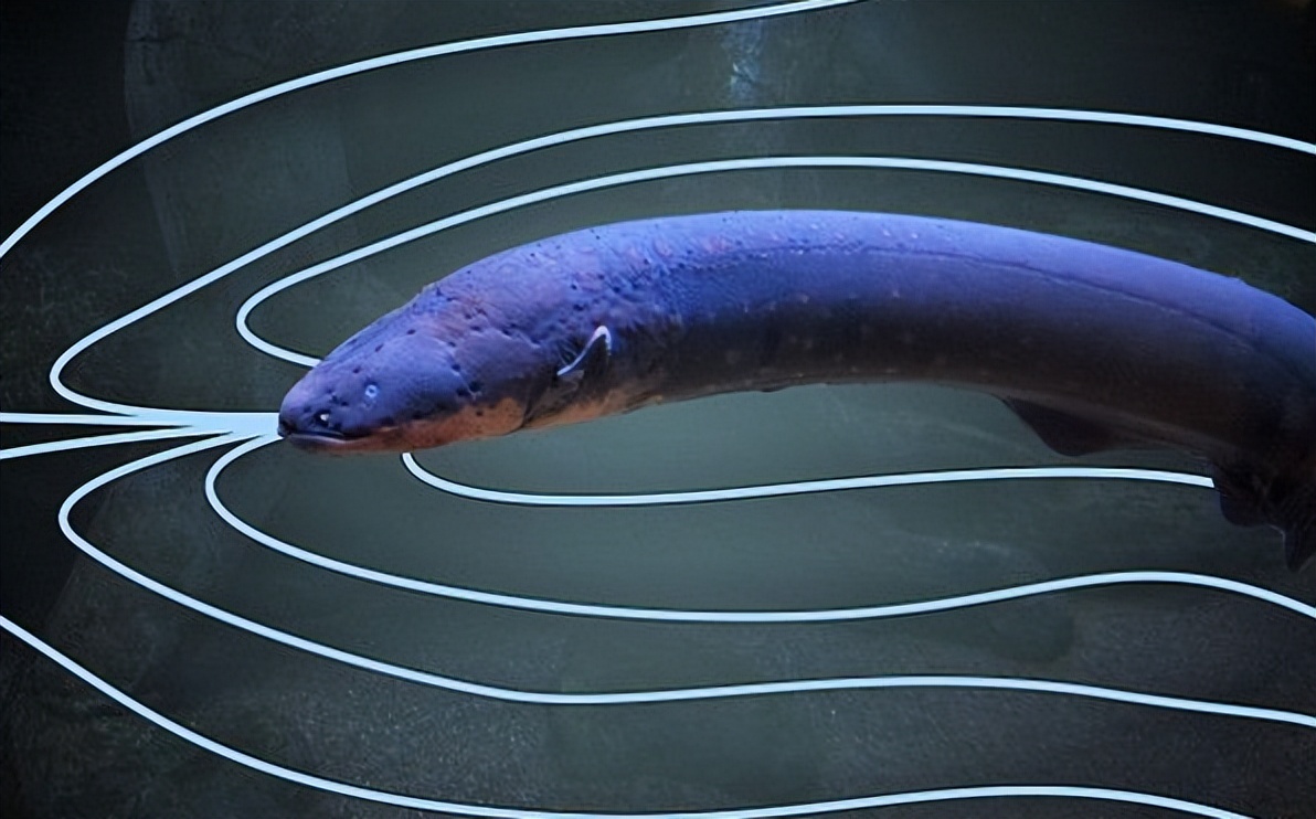 鳄鱼袭击电鳗打法视频,鳄鱼被电鳗电死