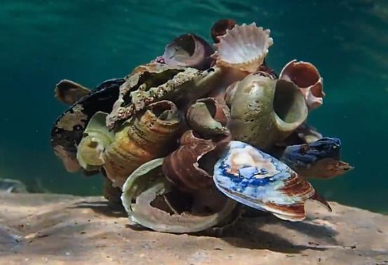 这个男人太大胆，因为夫妻不和谐，转身就爱上了一条章鱼！纪录片