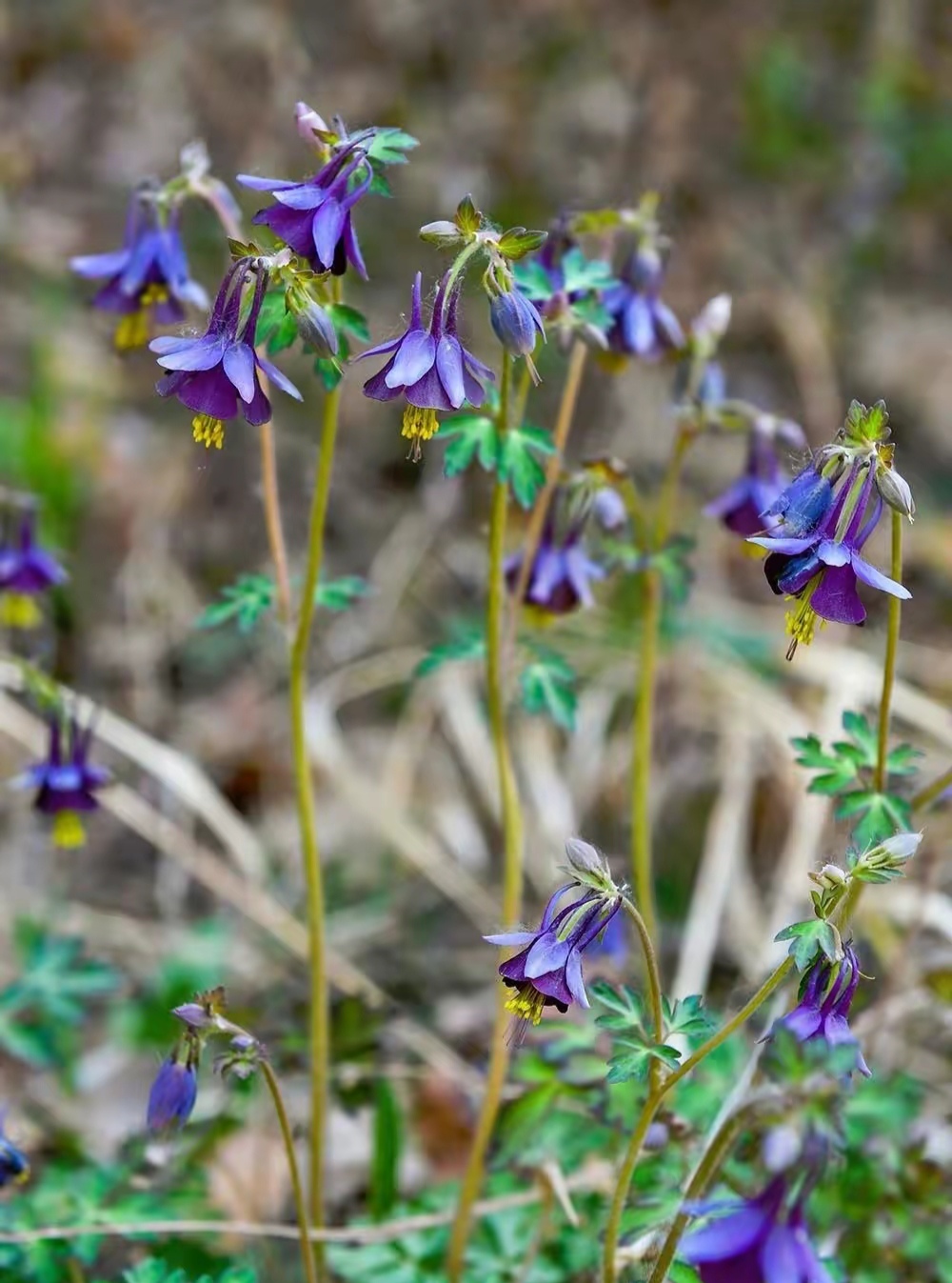清明期间开的野花有哪些,清明节野花