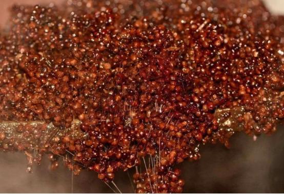 英国人涌入中国的原因,大批英国游客大肆涌入西班牙