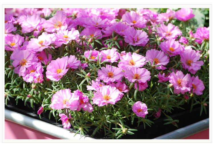 5种漂亮花四季开花,4种漂亮花好养易活