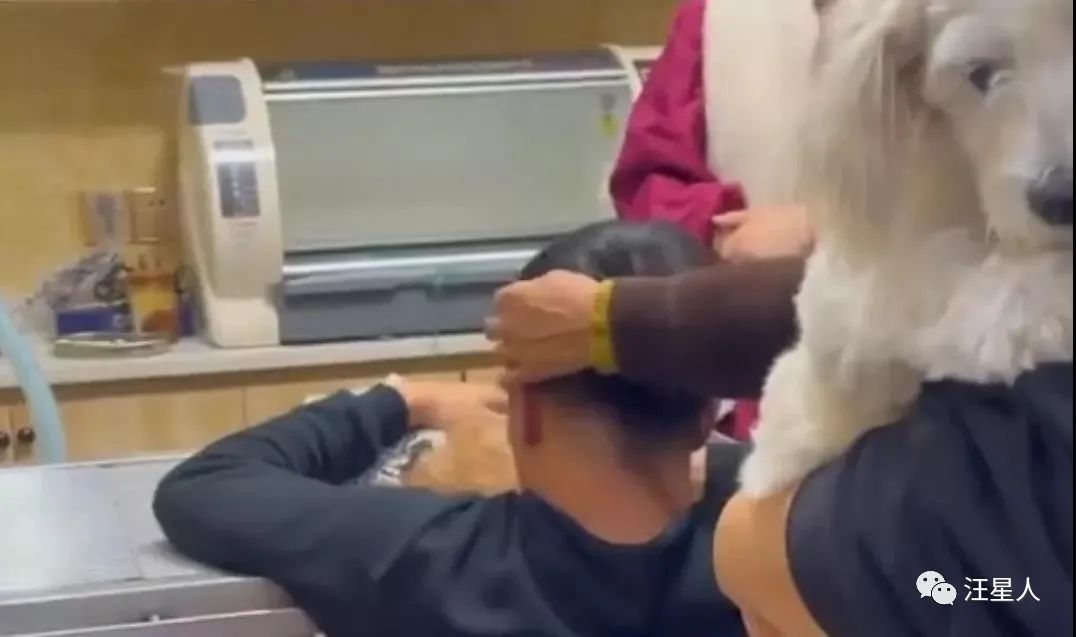 狗狗被撞受伤白发老人跪地痛哭,不小心摔倒了狗狗委屈