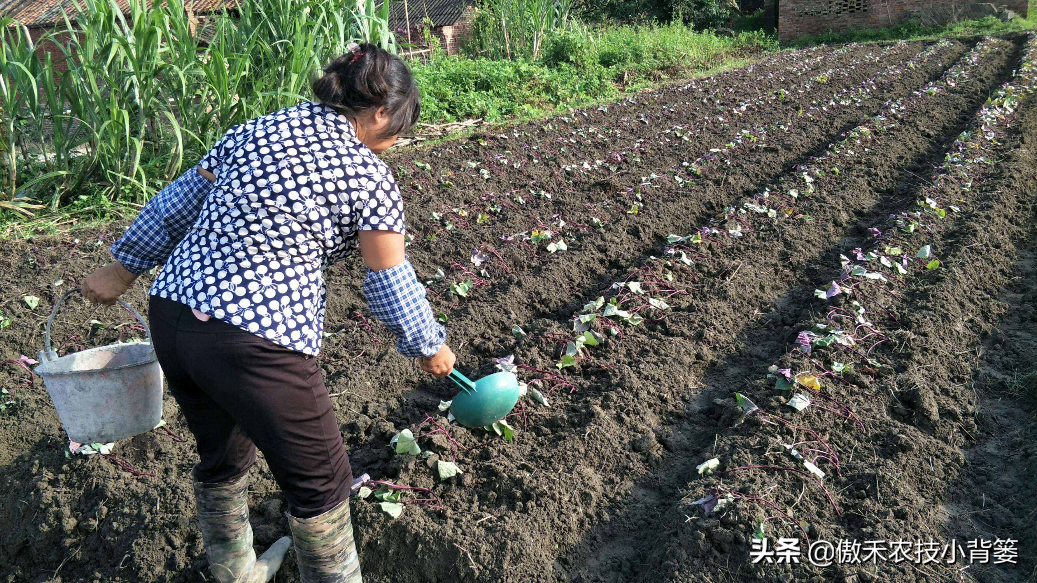 发酵微生物菌剂需要什么原料,微生物菌剂是什么怎么自己制作