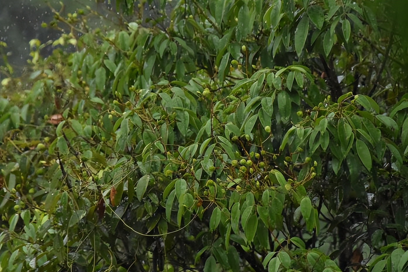 家底大揭秘！深圳究竟有多少“神奇生物”？