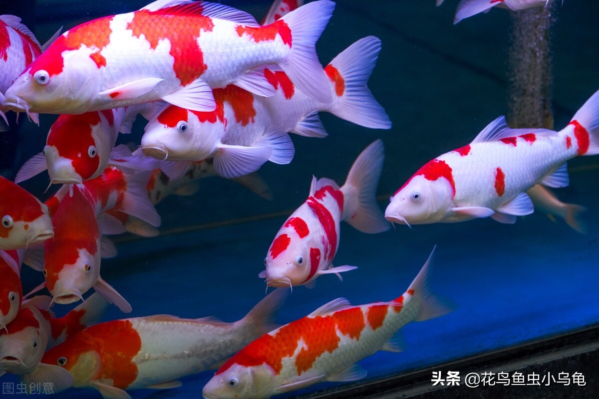 锦鲤怎么养最简单,锦鲤适合新手养吗怎么养