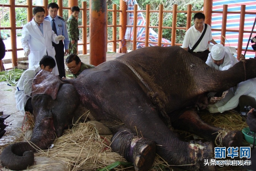 cop15大会高清图,cop15第二阶段会议有哪些人出席