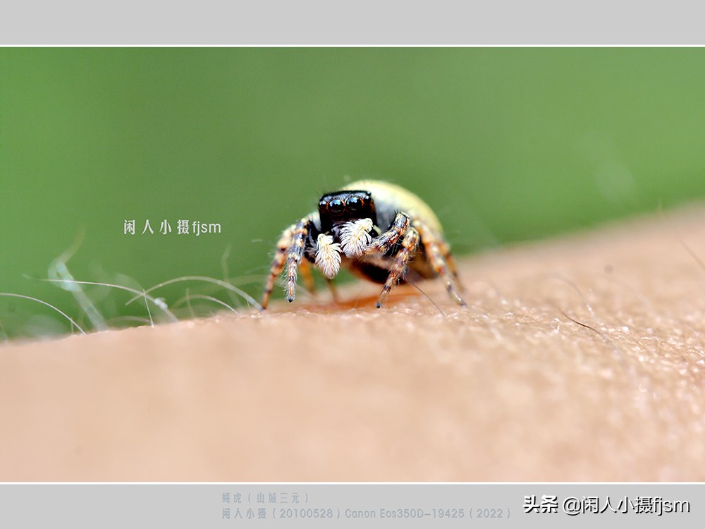 近距离拍摄昆虫小动物,常见昆虫微距摄影活动