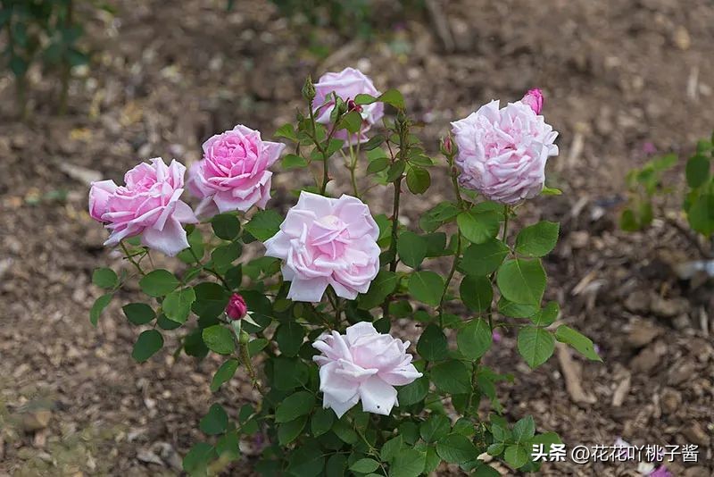 浓香型多季开花的月季,法国橙色浪漫月季
