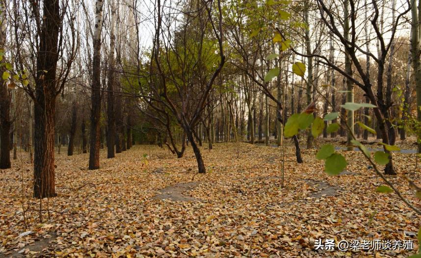 秋季养鸡必须严防的四种病,冬季养鸡预防疾病有哪些