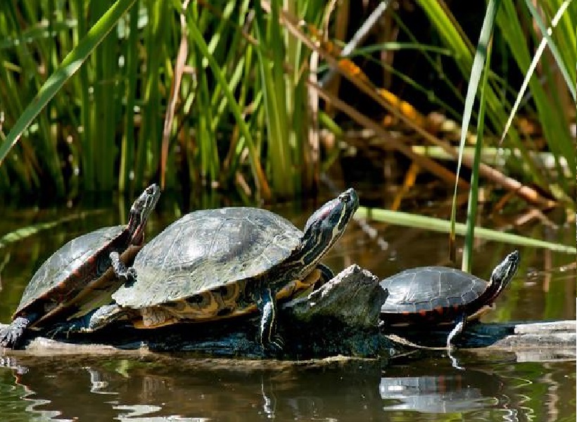 钓鱼遇上放生的人,钓鱼遇放生人视频