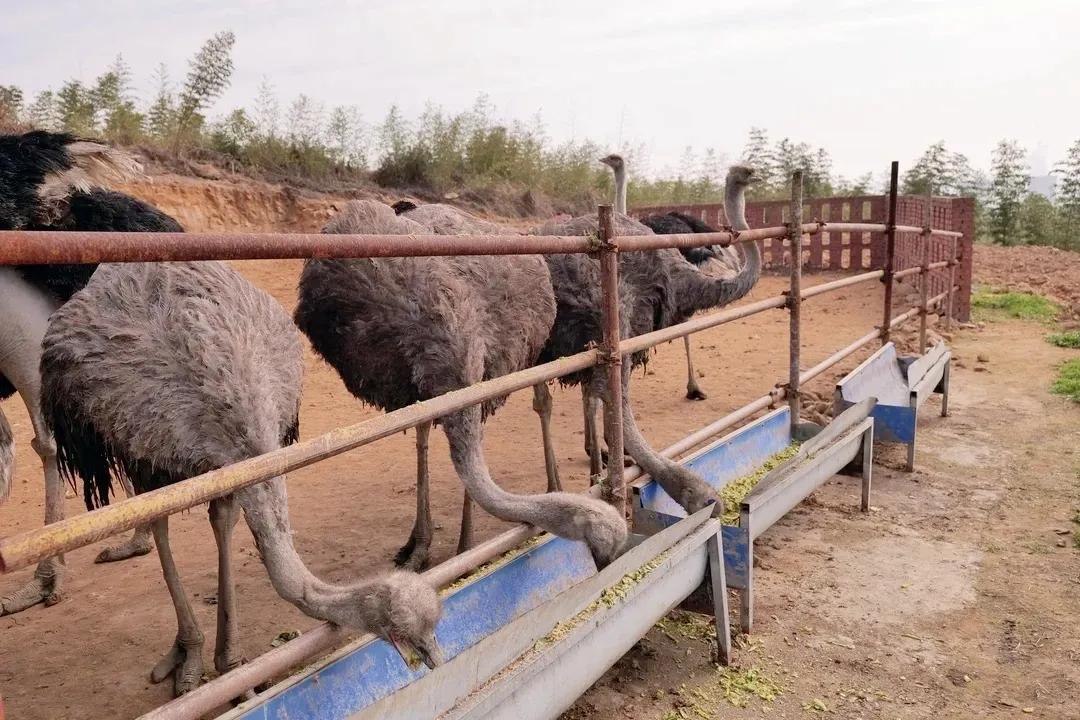 80后青年农民养殖鸵鸟,大学生回来养鸵鸟创业