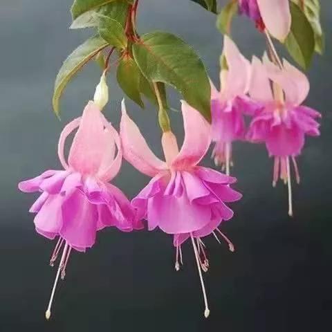 美丽的花倒挂金钟,美丽的倒挂金钟花图片