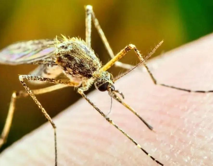 夏天用什么方法可以避免蚊子叮咬,夏天怎么防蚊子叮咬最有效