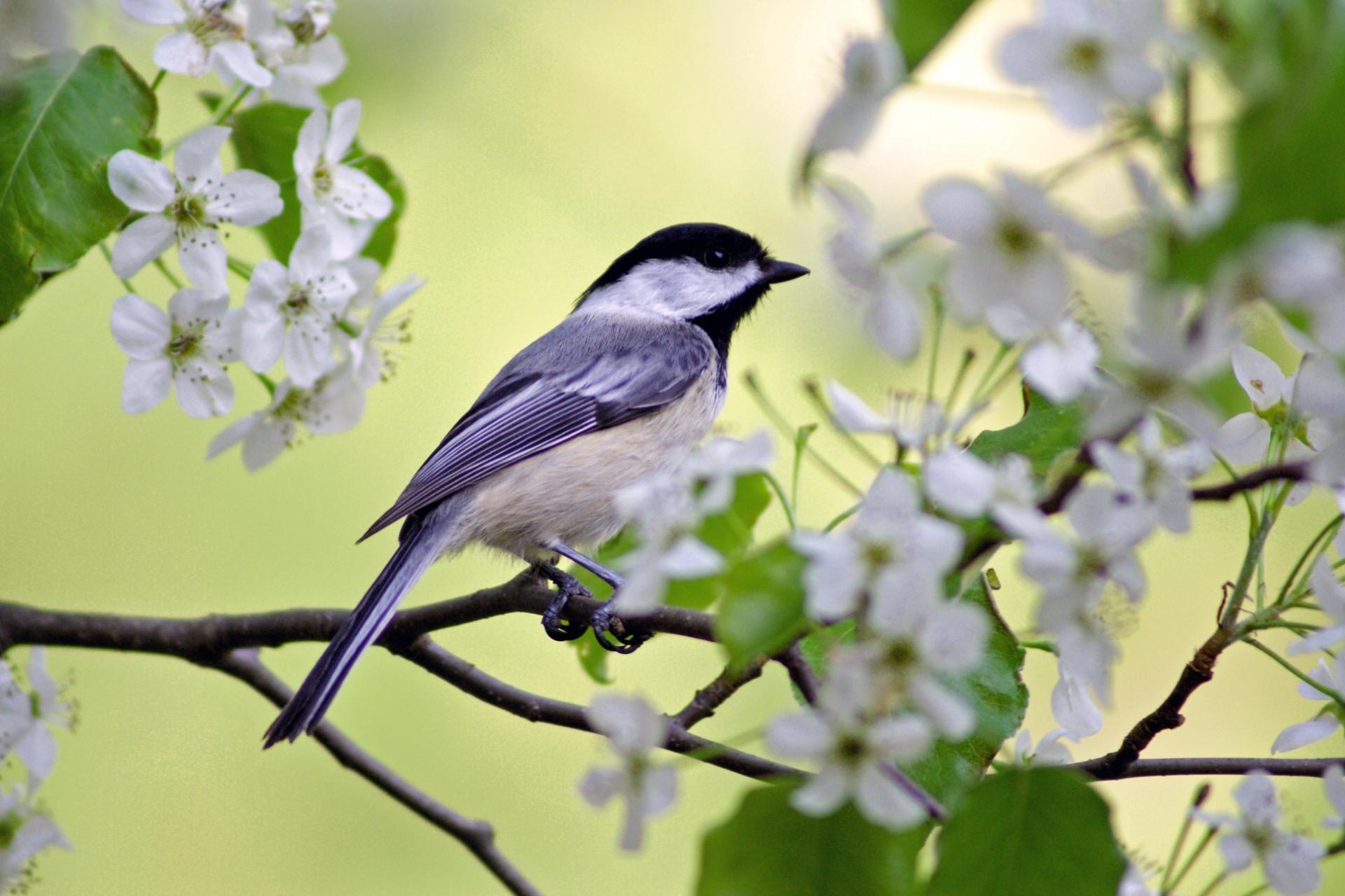 清明节祭祀朋友注意事项,清明节如何祭祀对故去的人最好