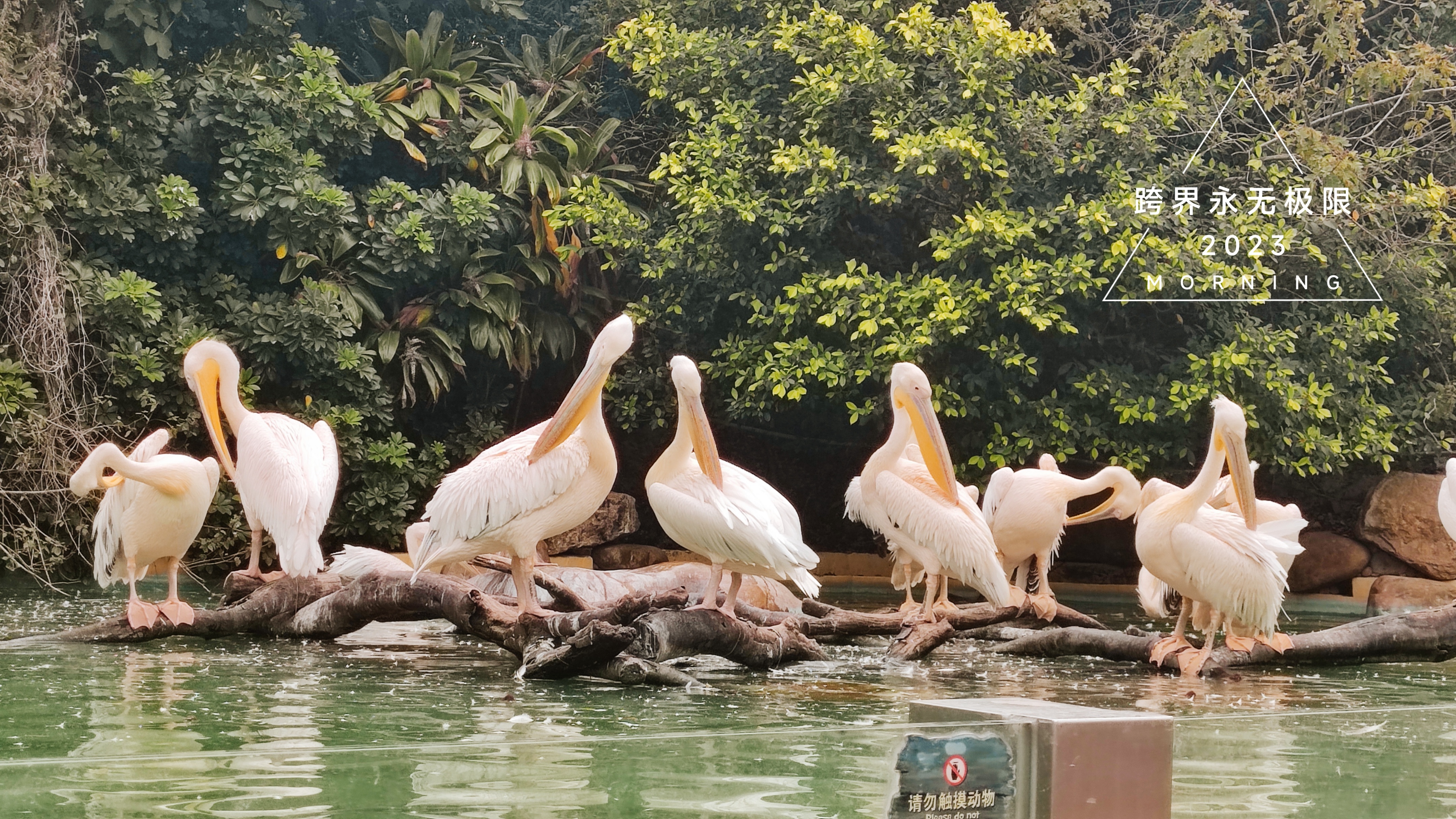 珠海长隆海洋王国鲸鱼,珠海长隆海洋王国门票