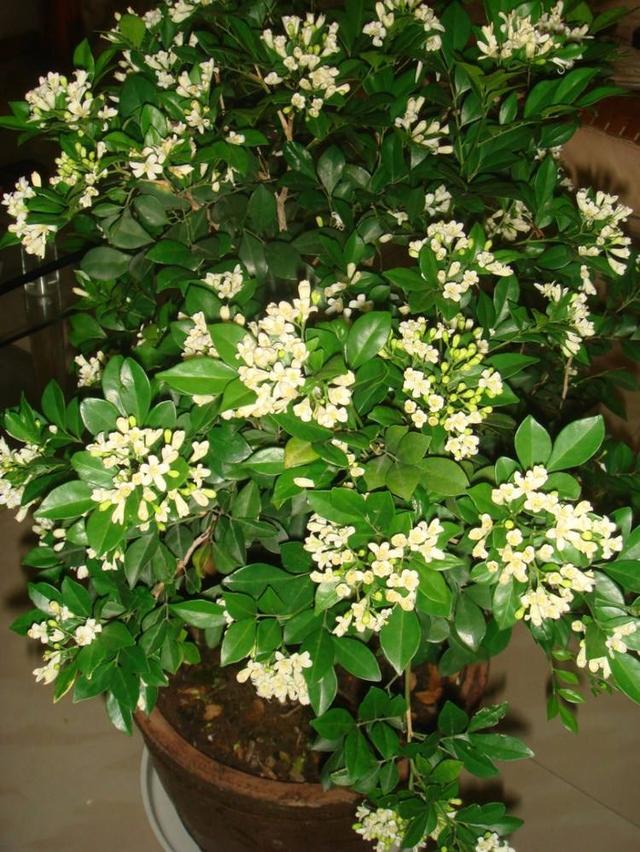 室内香味持久的花卉九里香,水养植物开花九里香