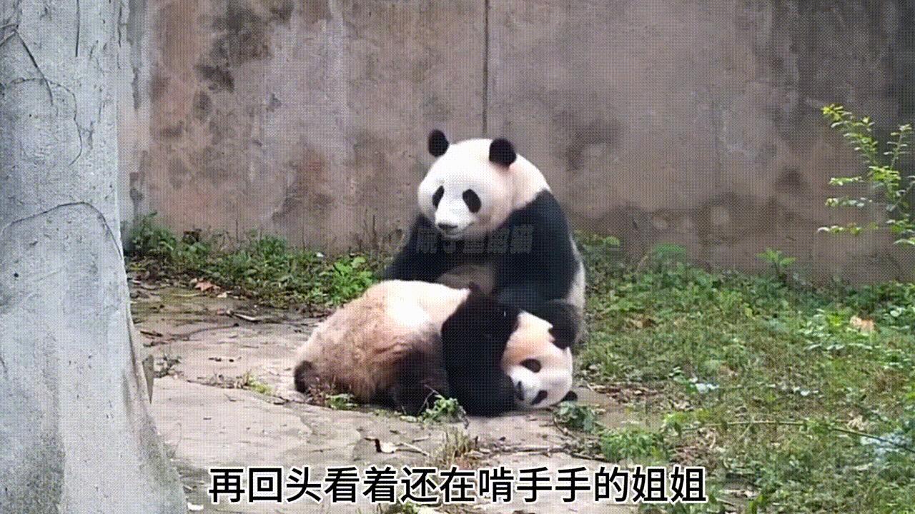 一个有着天使脚环一个有着天使翅膀花叶真的好乖好治愈