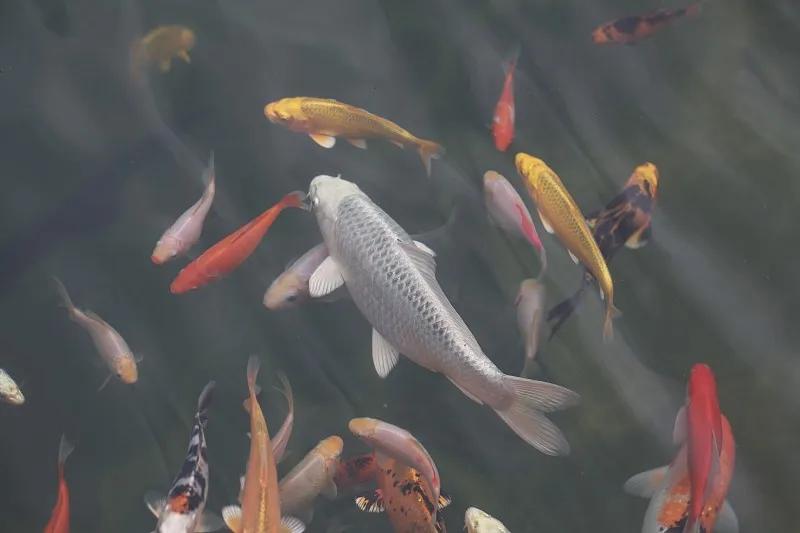 最好养的观赏鱼冷水鱼有哪些中型,冷水鱼有哪些观赏鱼比较好看